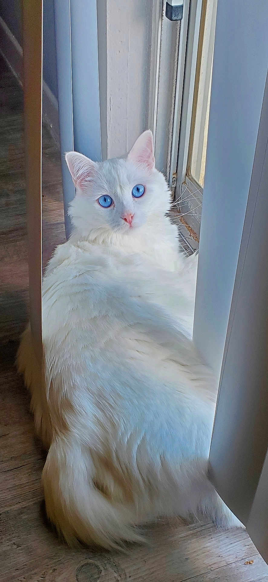 Sapphire