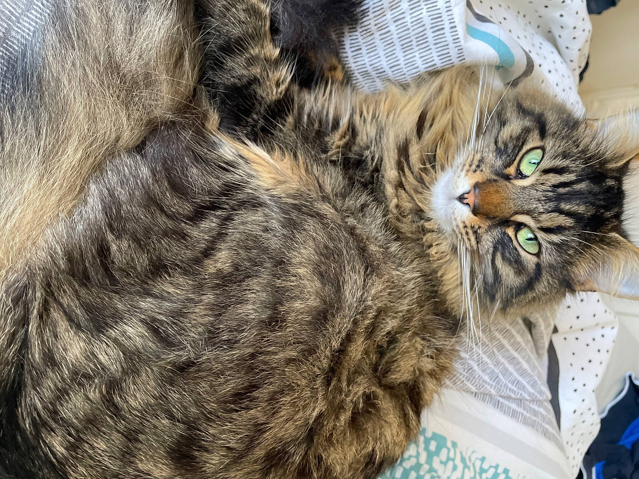 Freddy joined the competition — help win amazing prizes! carnivore, cat, claw, domestic_short_haired_cat, felidae, fur, grass, paw, small_to_medium_sized_cats, snout, tail, terrestrial_animal, whiskers