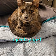 Aphrodite joined the competition — help win amazing prizes! cat, pet, animal, feline, cute, curled_up, indoor, blanket, quilt, bed, fur, ears, whiskers, eyes, looking_at_camera, cozy, resting, domestic_animal, closeup, text_overlay
