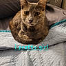 cat, pet, animal, feline, cute, curled_up, indoor, blanket, quilt, bed, fur, ears, whiskers, eyes, looking_at_camera, cozy, resting, domestic_animal, closeup, text_overlay