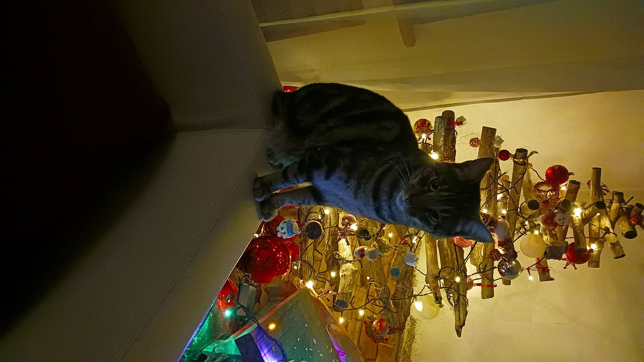 Rocket a rejoint le concours — aidez-le/la à gagner de superbes lots ! carnivore, cat, christmas, christmas_decoration, christmas_eve, christmas_ornament, christmas_tree, event, felidae, fun, fur, holiday, holiday_ornament, ornament, room, small_to_medium_sized_cats, tail, tradition, tree, whiskers