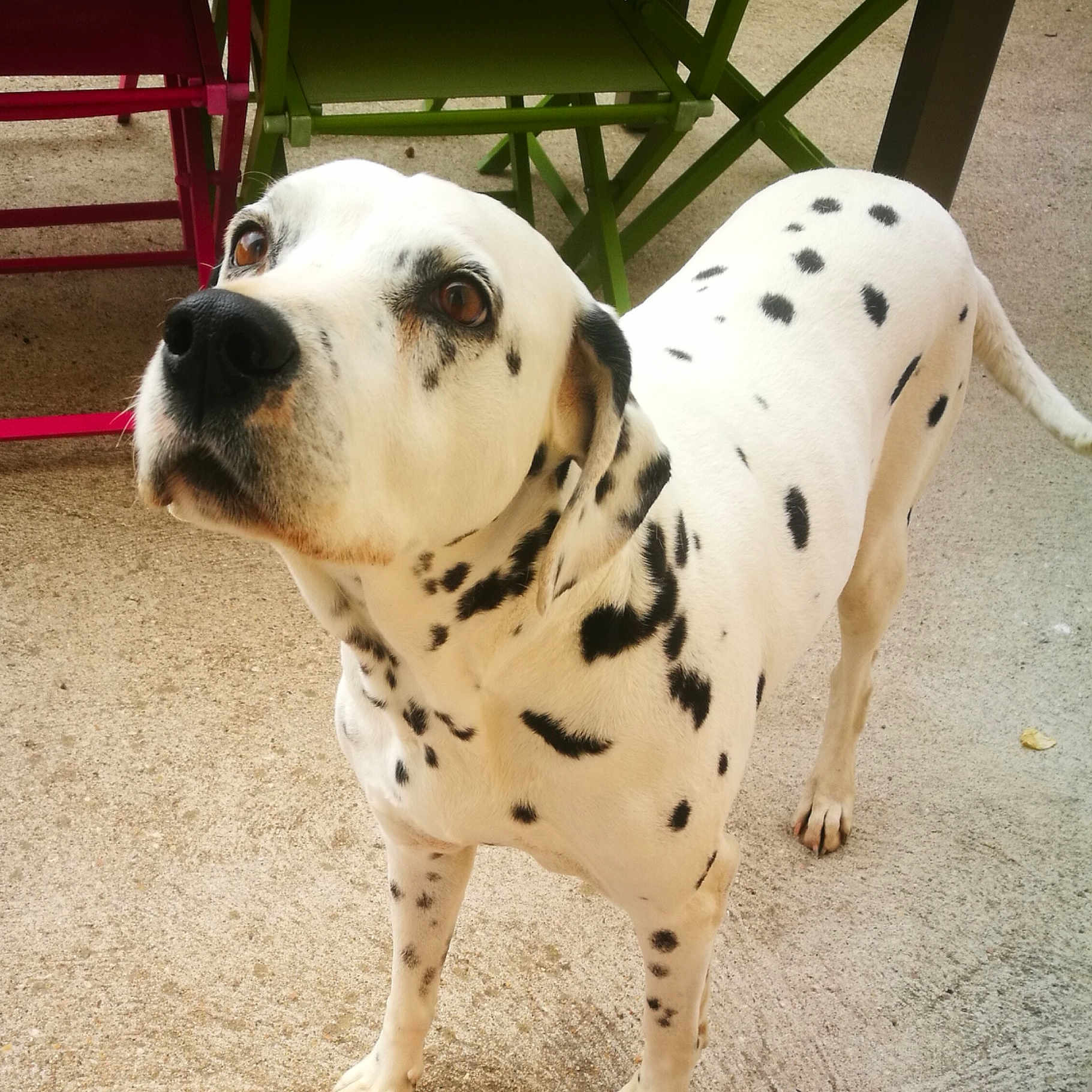 Dina