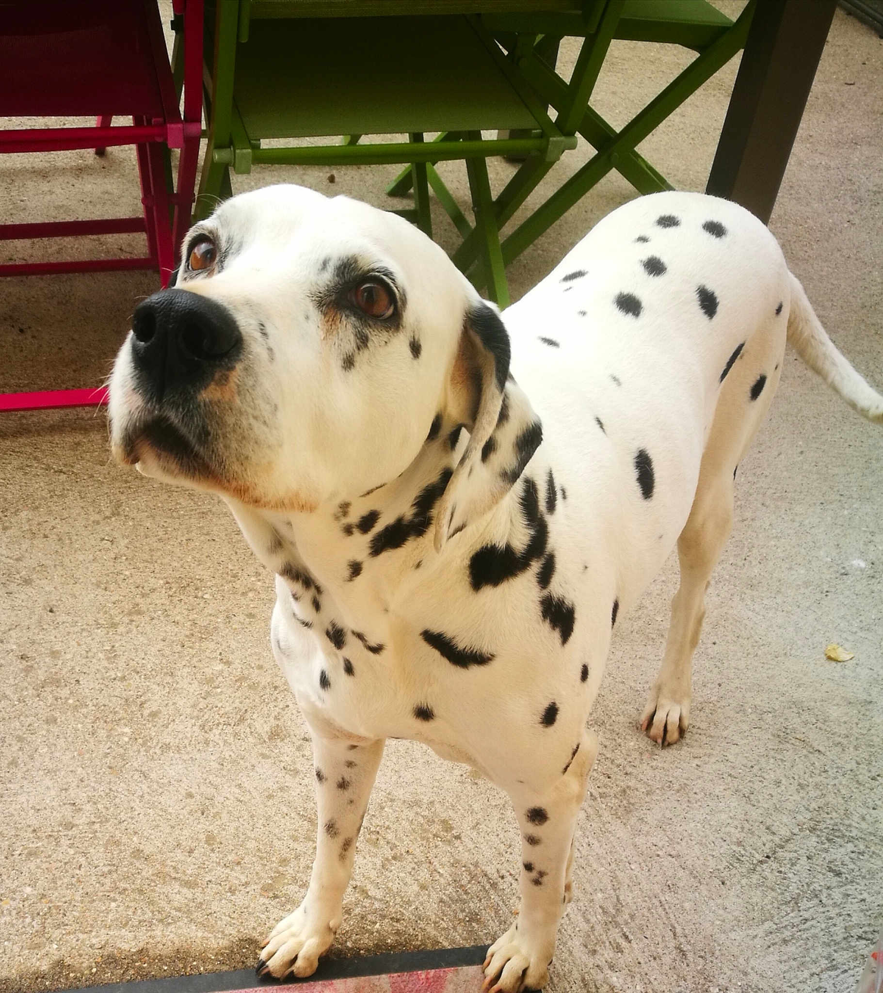 Dina