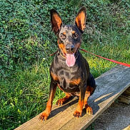 Tania a rejoint le concours — aidez-le/la à gagner de superbes lots ! doberman, dog, pet, outdoor, bench, grass, greenery, sunlight, leash, happy, tongue_out, sitting, animal, nature, ears_up, wood, summer, canine, mammal, playful