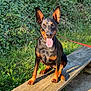 animal, bench, canine, doberman, dog, ears_up, grass, greenery, happy, leash, mammal, nature, outdoor, pet, playful, sitting, summer, sunlight, tongue_out, wood