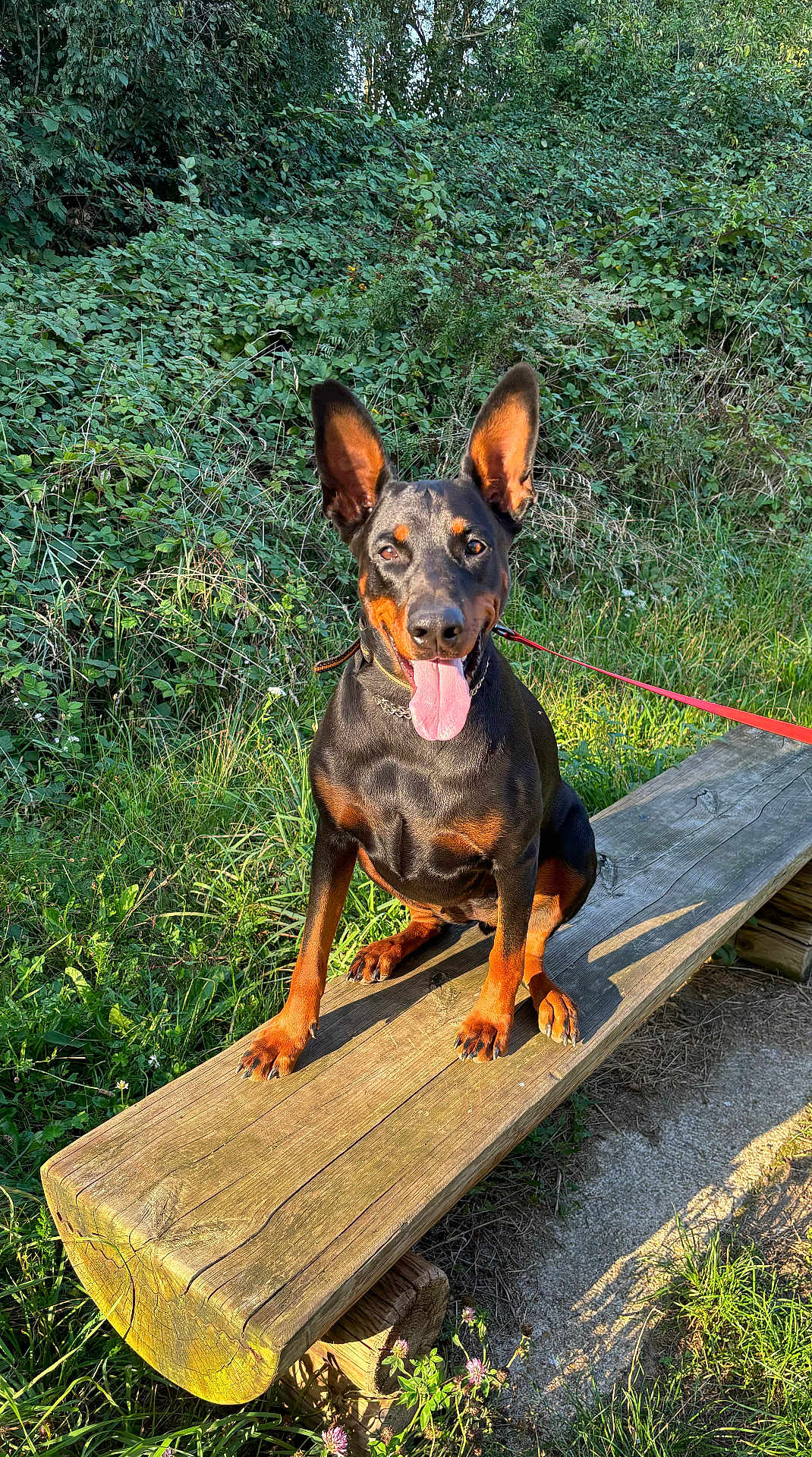 Tania a rejoint le concours — aidez-le/la à gagner de superbes lots ! doberman, dog, pet, outdoor, bench, grass, greenery, sunlight, leash, happy, tongue_out, sitting, animal, nature, ears_up, wood, summer, canine, mammal, playful