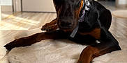 Bella a rejoint le concours — aidez-le/la à gagner de superbes lots ! doberman, dog, pet, indoor, floor, rug, collar, ears, alert, brown, black, fur, animal, canine, portrait, laying, home, sunlight, wood_floor, blurred_background