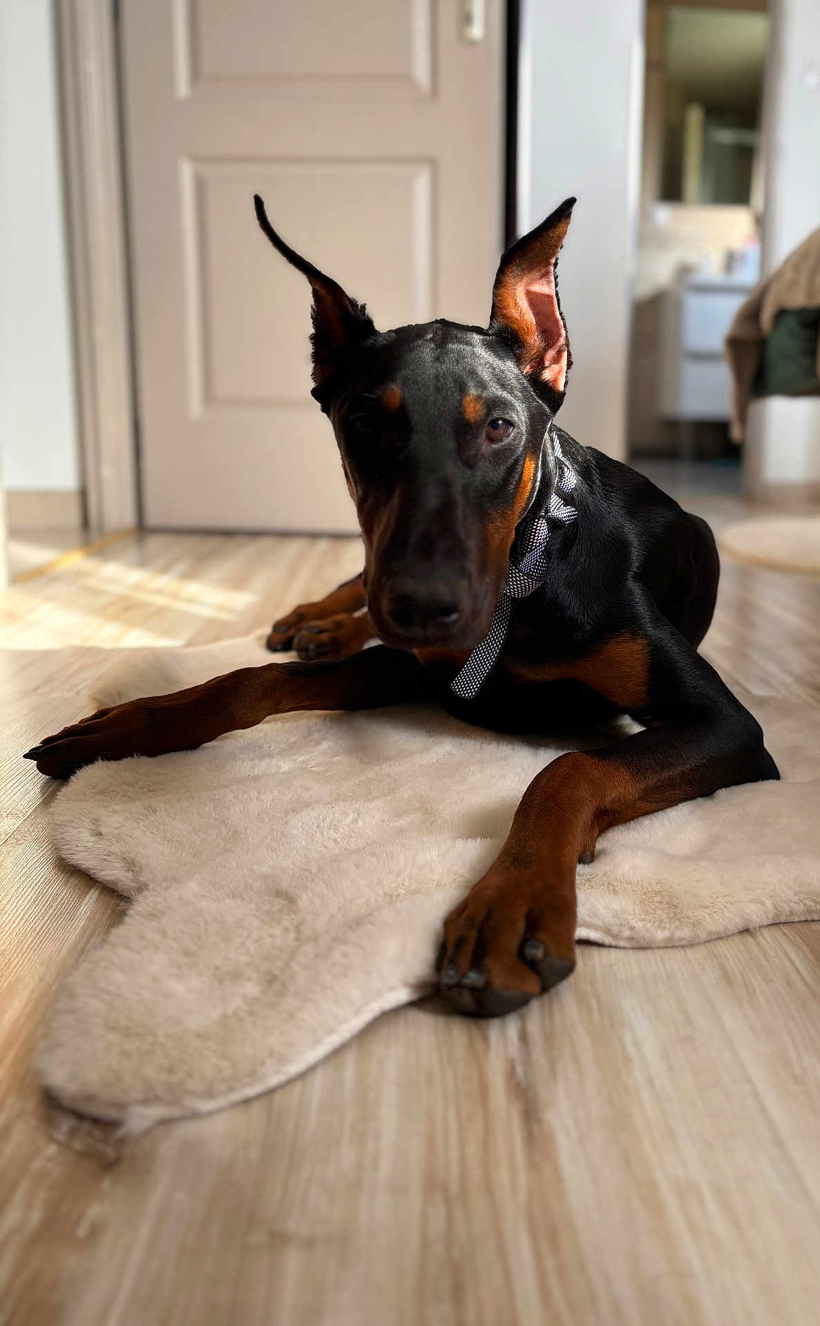 Bella a rejoint le concours — aidez-le/la à gagner de superbes lots ! doberman, dog, pet, indoor, floor, rug, collar, ears, alert, brown, black, fur, animal, canine, portrait, laying, home, sunlight, wood_floor, blurred_background