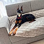 Bella a rejoint le concours — aidez-le/la à gagner de superbes lots ! doberman, dog, pet, indoor, couch, furniture, relaxing, canine, animal, domestic, alert, ears, collar, living_room, blanket, sunlight, window, floor, tile, resting