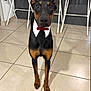 Bella participe au concours pour gagner de l'argent avec cette photo : doberman, dog, pet, indoor, floor, tile, collar, bow_tie, animal, alert, ears, furniture, chair, white, black, brown, standing, looking, portrait, cute