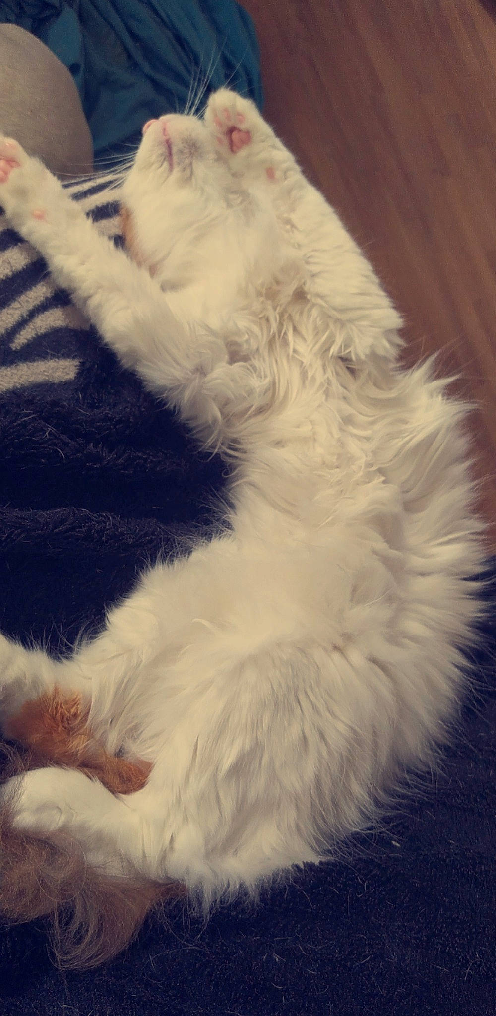 Nox a rejoint le concours — aidez-le/la à gagner de superbes lots ! carnivore, cat, claw, cloud, comfort, companion_dog, dog_breed, felidae, foot, fur, paw, small_to_medium_sized_cats, snout, tail, terrestrial_animal, whiskers