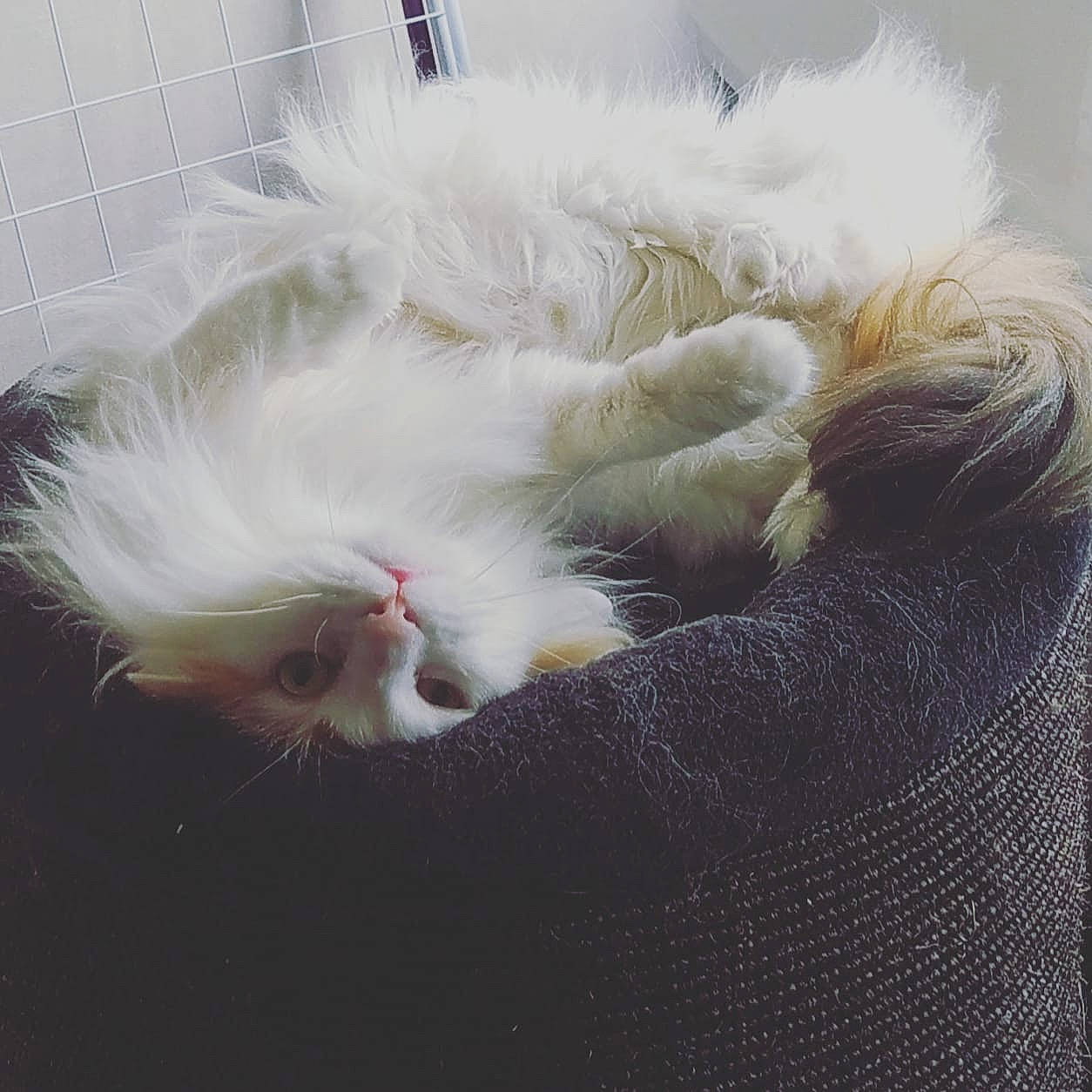 Nox a rejoint le concours — aidez-le/la à gagner de superbes lots ! canidae, carnivore, cat, cat_bed, claw, close_up, comfort, eye, feather, felidae, fur, head, mammal, paw, plant, small_to_medium_sized_cats, snout, tail, vertebrate, whiskers