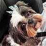animal, black_and_white, bow, brown_eyes, brown_fur, car, car_seat, close_up, cute, dog, groomed, harness, indoors, long_hair, looking_at_camera, pet, portrait, shih_tzu, small_dog, white_fur