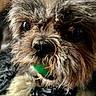 adorable, blanket, brown_fur, close_up, couch, dog, eyes, fluffy, fur, gray_fur, green_collar, indoors, nose, paws, pet, portrait, scruffy_dog, small_dog, toy, whiskers