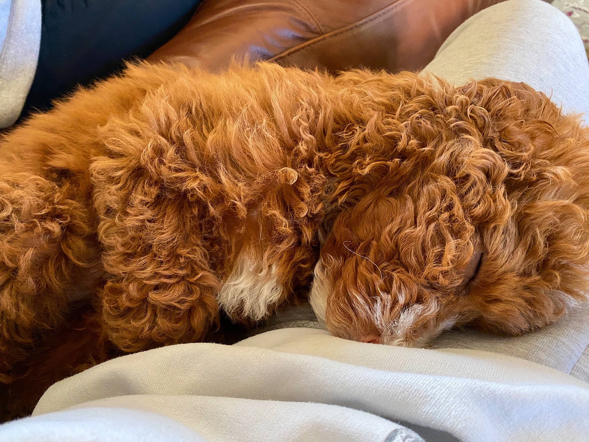 Georgie is registered to the contest to win money with this photo: brown, canidae, carnivore, comfort, companion_dog, dog, dog_breed, fawn, fur, goldendoodle, liver, mammal, natural_material, pet_supply, poodle_crossbreed, sporting_group, toy, vertebrate, water_dog, working_animal