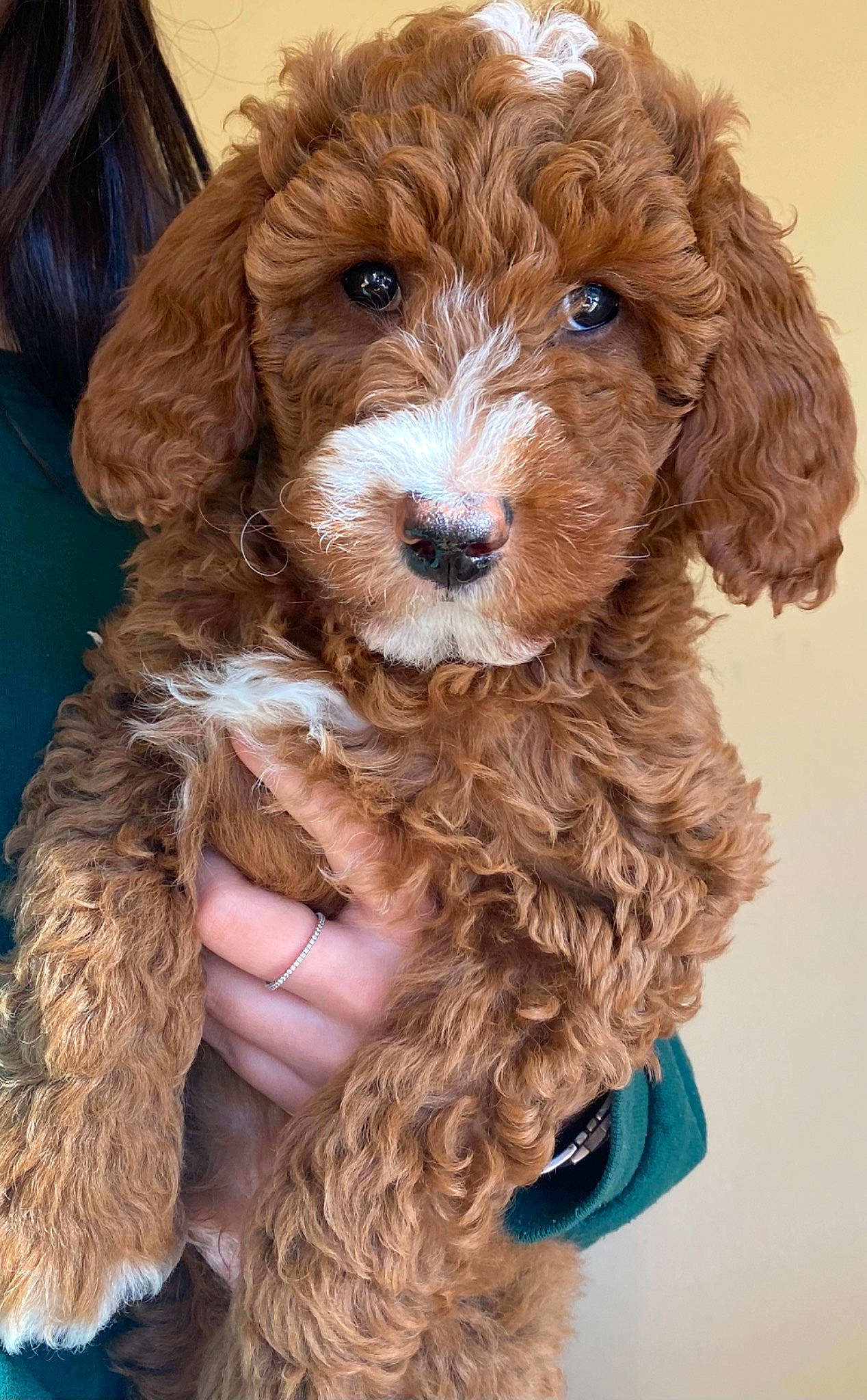Georgie is registered to the contest to win money with this photo: brown, brown_hair, canidae, carnivore, cavapoo, companion_dog, dog, dog_breed, fawn, fur, labradoodle, liver, natural_material, poodle_crossbreed, sporting_group, style, teal, vertebrate, water_dog, working_animal