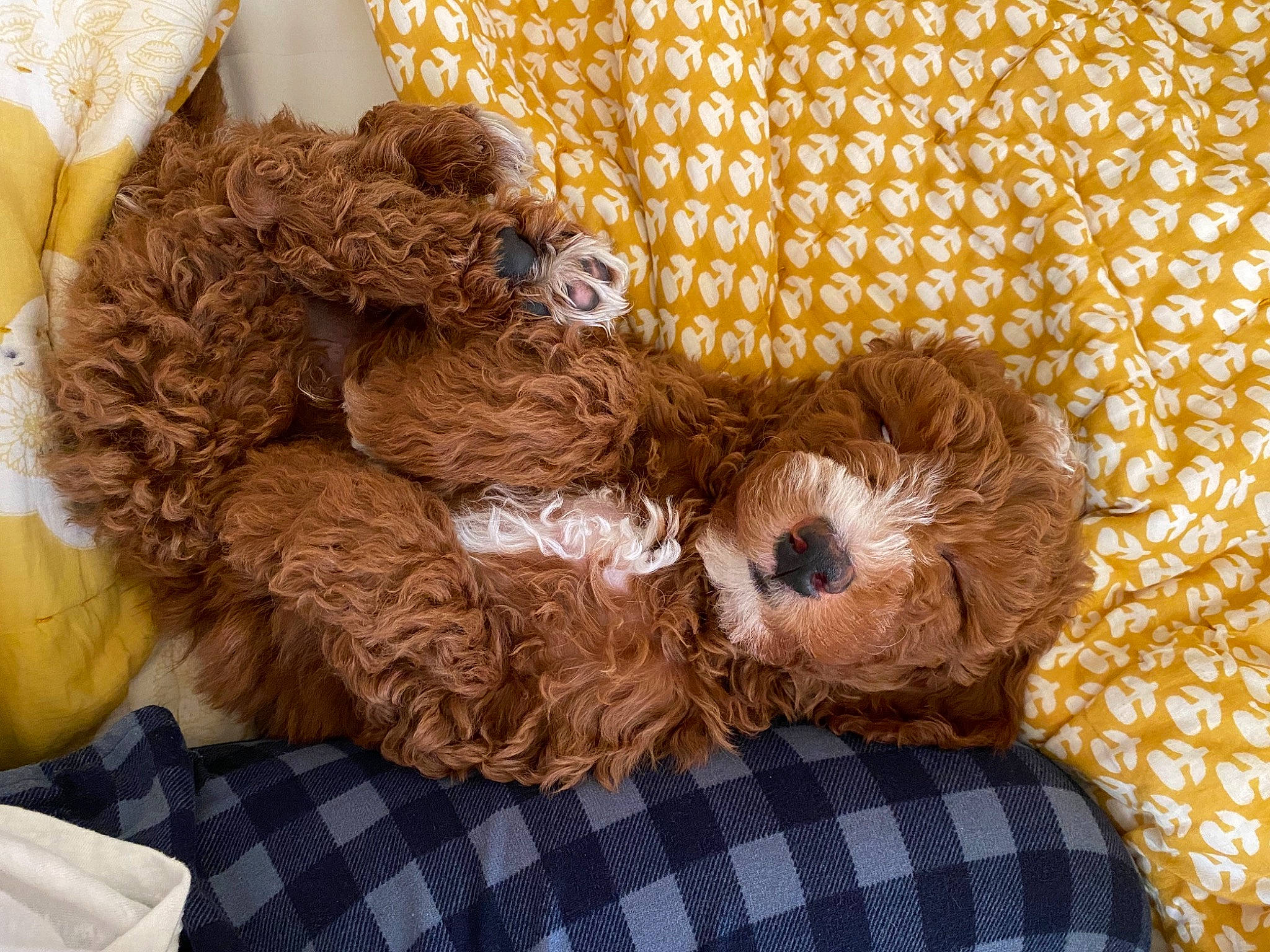 Georgie joined the competition — help win amazing prizes! baby_toys, beige, brown, calabaza, fawn, home_accessories, linens, liver, plush, pumpkin, stuffed_toy, textile, toy