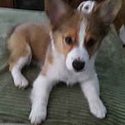 Ganache joined the competition — help win amazing prizes! puppy, dog, pet, animal, cute, ears, fur, lying_down, indoor, blanket, green, brown, white, nose, face, front_paws, bed, furniture, home, young