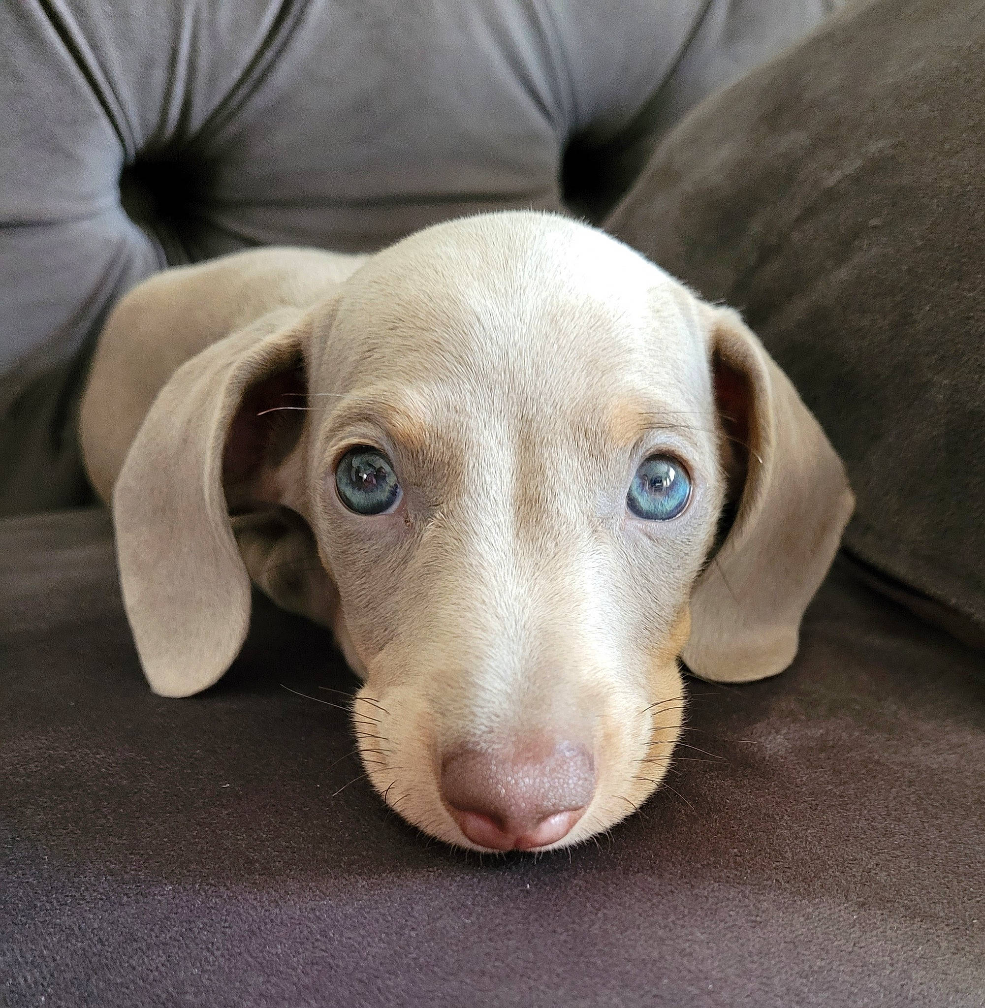 Frank is registered to the contest to win money with this photo: canidae, carnivore, comfort, companion_dog, dog, dog_breed, ear, fawn, liver, non_sporting_group, sporting_group, terrestrial_animal, whiskers, wood, working_animal