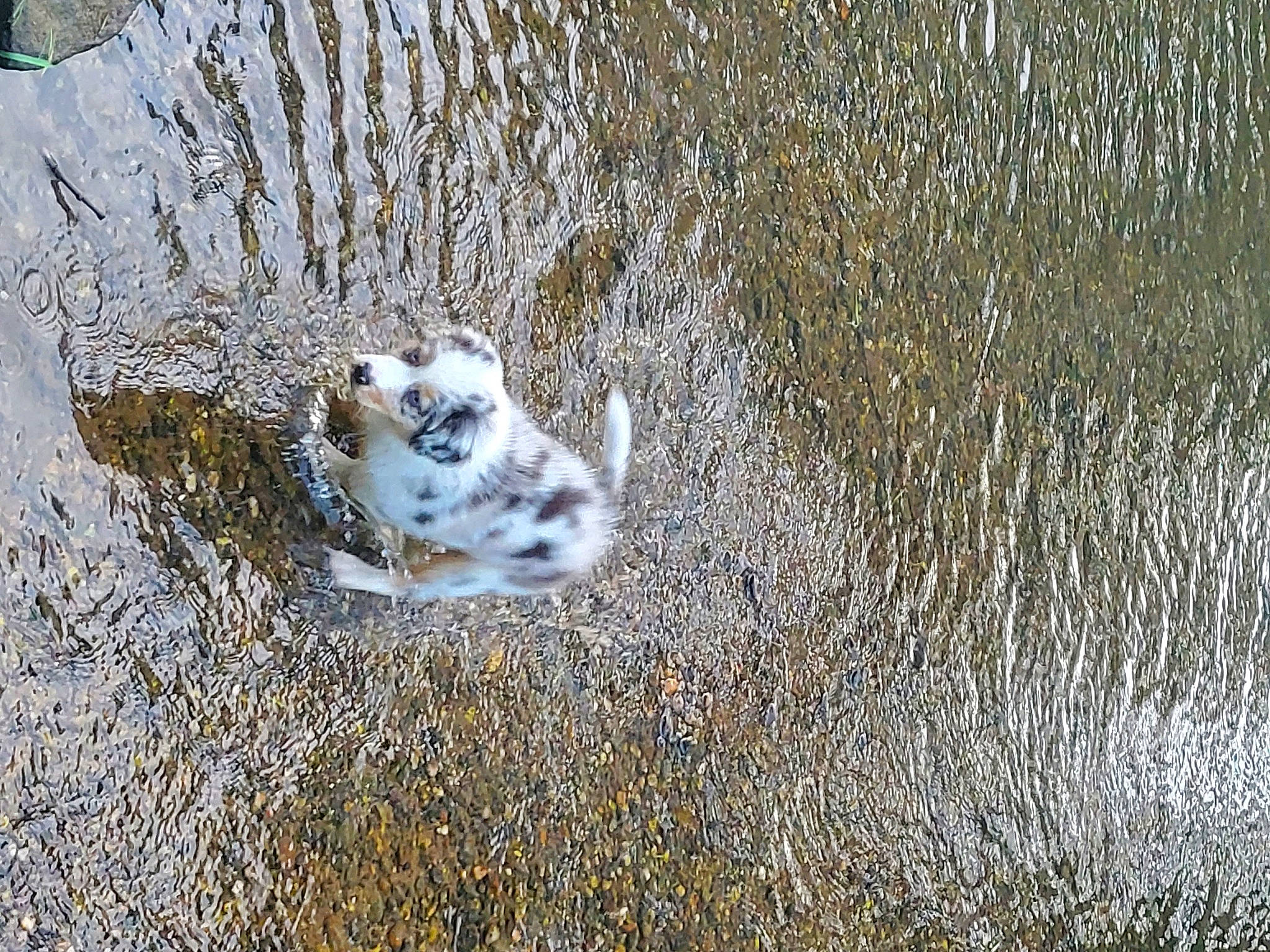 Taïko a rejoint le concours — aidez-le/la à gagner de superbes lots ! beak, carnivore, dog_breed, felidae, fur, grass, non_sporting_group, paw, small_to_medium_sized_cats, snowy_owl, soil, tail, terrestrial_animal, whiskers, wildlife, wood