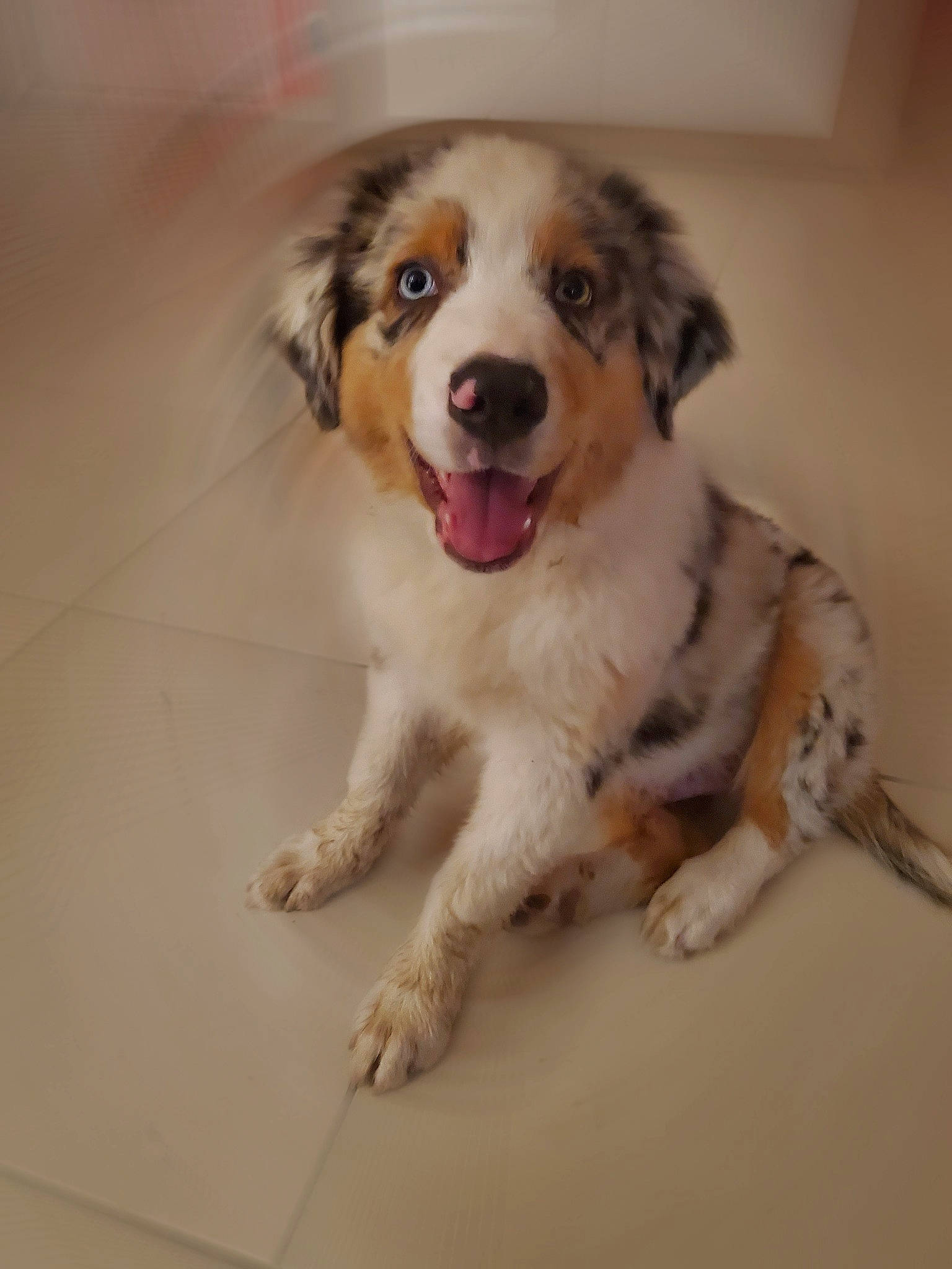 Taïko participe au concours pour gagner de l'argent avec cette photo : bored, canidae, carnivore, companion_dog, dog, dog_breed, fang, flooring, fur, gun_dog, herding_dog, paw, puppy, sporting_group, terrestrial_animal, whiskers, working_animal, working_dog