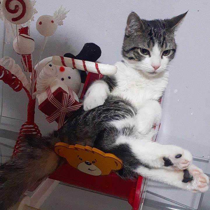 Milo joined the competition — help win amazing prizes! animal, bear_face, candy_cane, cat, cute, decor, feline, festive_decorations, holiday, indoor, paw, relaxed, resting, rocking_chair, small_chair, snowman, striped_cat, tail, toy, white_wall