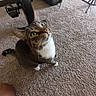 Halo is registered to the contest to win money with this photo: cat, tabby_cat, carpet, indoor, pet_crate, tripod, floor, whiskers, green_eyes, furniture, household, curious, looking_up, tabby, white_paws, striped, ears, pet, person, knees
