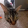 Halo joined the competition — help win amazing prizes! cat, tabby, curious, close_up, carpet, indoor, pet, animal, whiskers, ears, eyes, feline, floor, household, blur, domestic, mammal, fur, walking, background