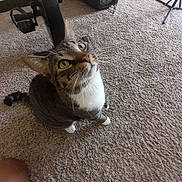 Halo is registered to the contest to win money with this photo: cat, tabby_cat, indoor, carpet, pet_crate, tripod, curious, white_paws, white_chest, looking_up, furniture, floor, home, animal, pet, whiskers, ears, tail, eyes, legs