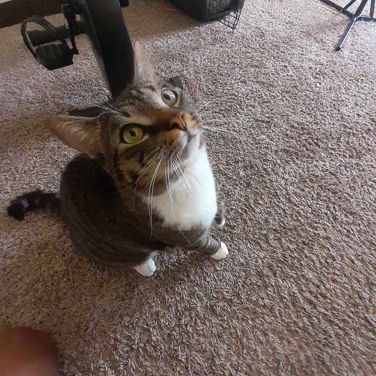 Halo
