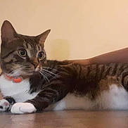 Halo is registered to the contest to win money with this photo: cat, tabby, pet, collar, floor, indoor, animal, domestic, whiskers, paw, person, arm, relaxed, cute, fur, striped, side_view, laying, household, companion