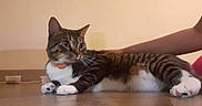 Halo is registered to the contest to win money with this photo: animal, arm, cat, collar, companion, cute, domestic, floor, fur, household, indoor, laying, paw, person, pet, relaxed, side_view, striped, tabby, whiskers