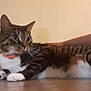 animal, arm, cat, collar, companion, cute, domestic, floor, fur, household, indoor, laying, paw, person, pet, relaxed, side_view, striped, tabby, whiskers