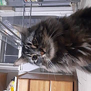 Hero joined the competition — help win amazing prizes! cat, tabby_cat, indoor, furniture, cabinet, wood, curious, closeup, pet, animal, fur, whiskers, face, kitchen, domestic, household, tilted, floor, eyes, mammal