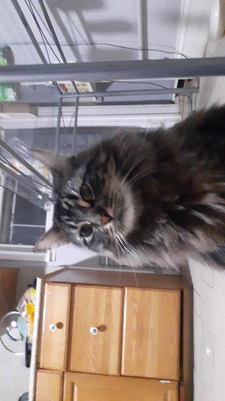 Hero joined the competition — help win amazing prizes! cat, tabby_cat, indoor, furniture, cabinet, wood, curious, closeup, pet, animal, fur, whiskers, face, kitchen, domestic, household, tilted, floor, eyes, mammal