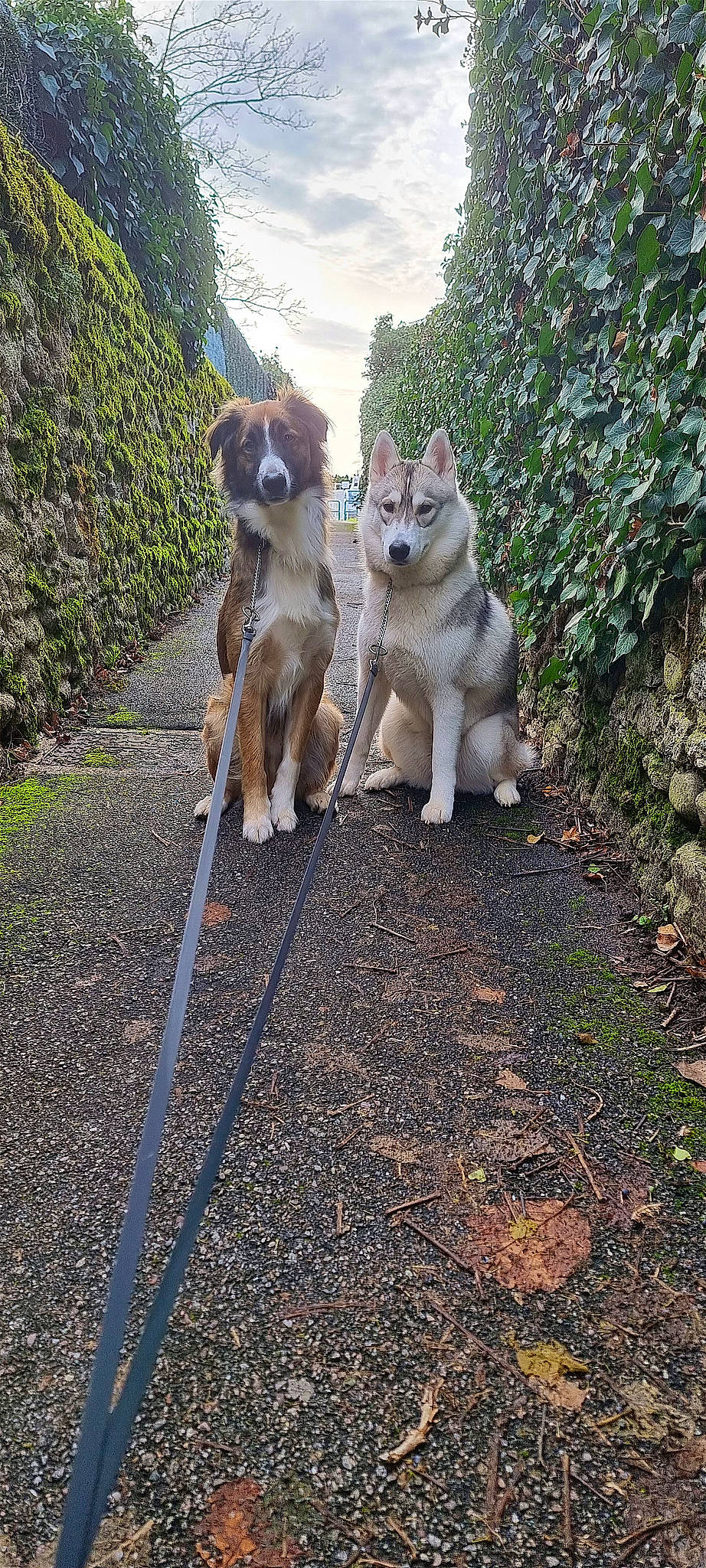 Cookie participe au concours pour gagner de l'argent avec cette photo : asphalt, carnivore, companion_dog, dog, dog_breed, dog_walking, fawn, grass, leash, plant, road, road_surface, sidewalk, sky, sled_dog, soil, spitz, sporting_group, tail, working_animal