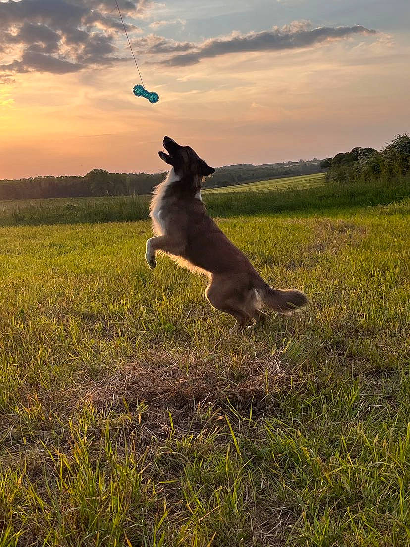 Cookie a rejoint le concours — aidez-le/la à gagner de superbes lots ! carnivore, cloud, companion_dog, dog, dog_breed, fawn, field, grass, grassland, happy, horizon, landscape, meadow, natural_landscape, pasture, plant, prairie, sky, terrestrial_animal, tree