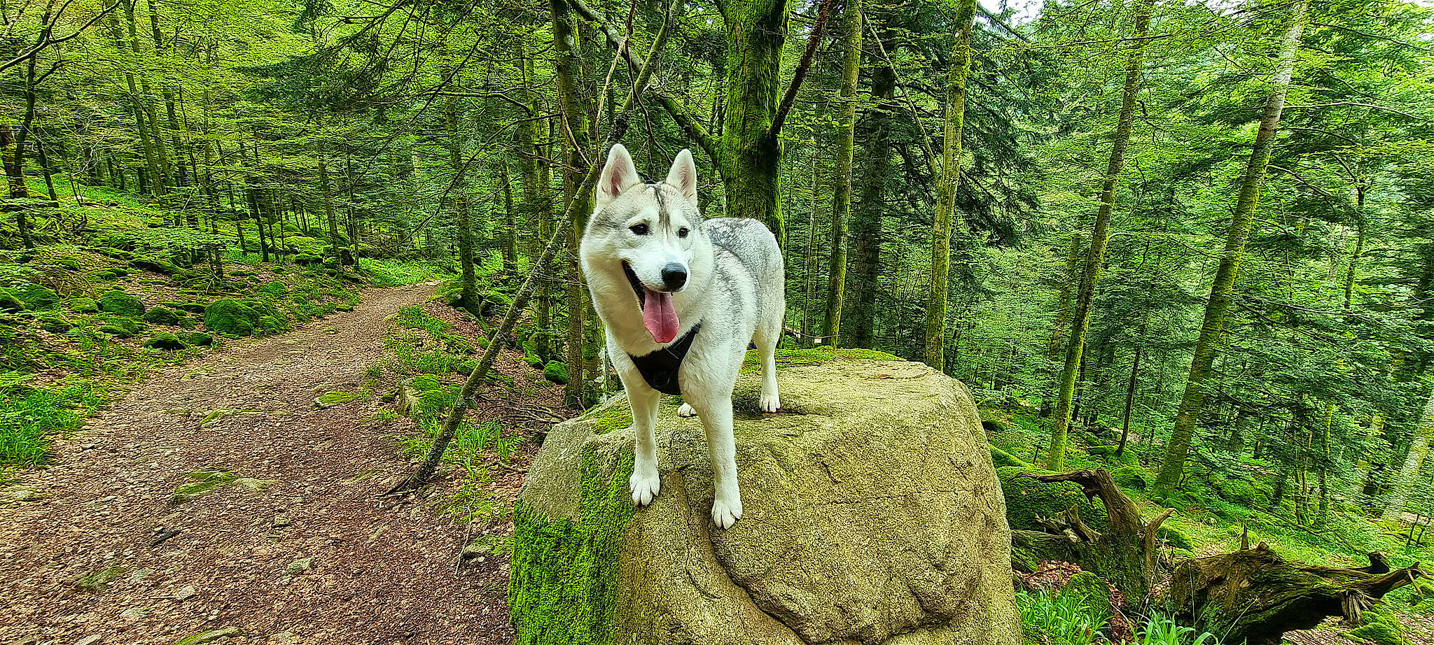 Théna a rejoint le concours — aidez-le/la à gagner de superbes lots ! canis, carnivore, collar, companion_dog, dog, dog_breed, dog_hiking, forest, grass, herding_dog, plant, recreation, tail, temperate_broadleaf_and_mixed_forest, tree, trunk, walking, wolf, woodland, working_animal