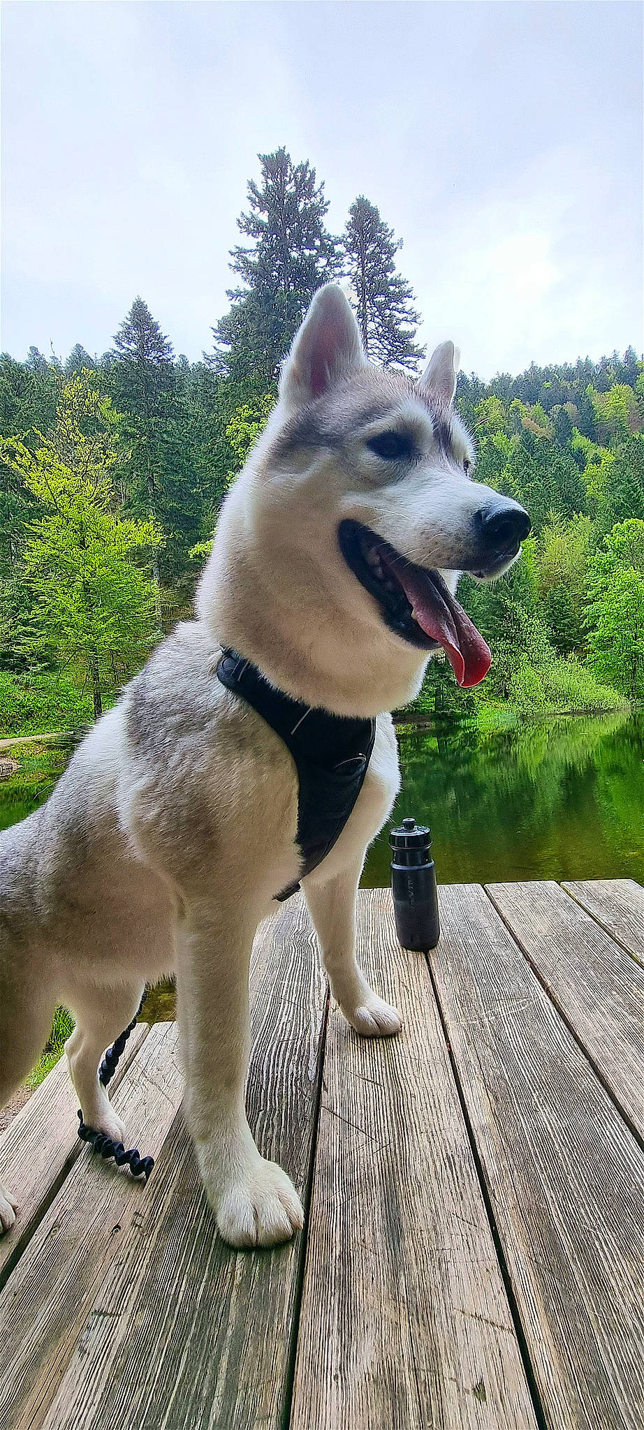 Théna participe au concours pour gagner de l'argent avec cette photo : canidae, carnivore, cloud, collar, companion_dog, dog, dog_breed, dog_collar, fang, fawn, grass, leash, pet_supply, plant, sky, snout, sporting_group, tree, wood, working_animal