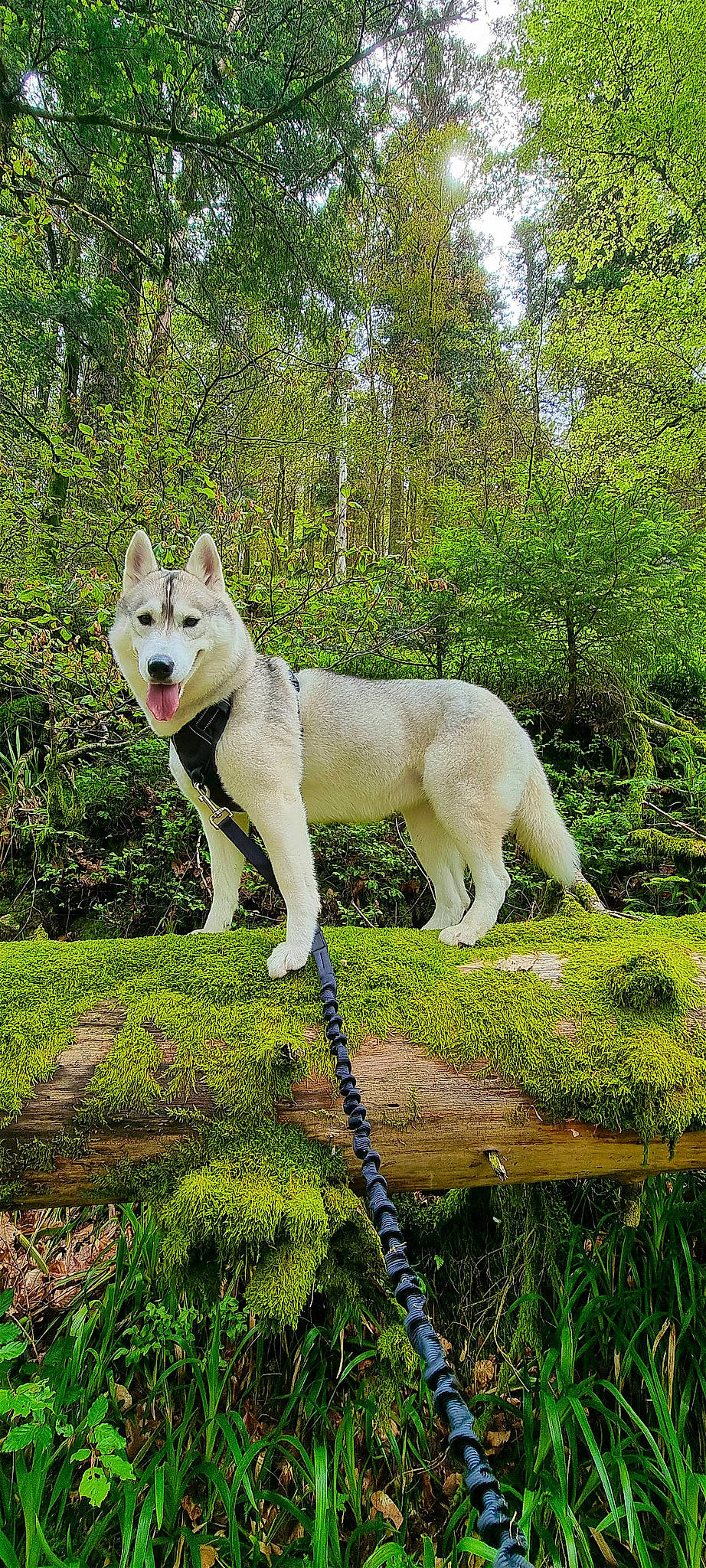 Théna a rejoint le concours — aidez-le/la à gagner de superbes lots ! carnivore, companion_dog, dog, dog_breed, fawn, forest, grass, groundcover, jungle, landscape, natural_landscape, plant, sporting_group, tail, temperate_broadleaf_and_mixed_forest, terrestrial_animal, tree, trunk, woodland, working_animal