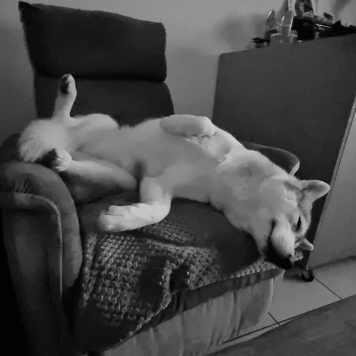 Théna participe au concours pour gagner de l'argent avec cette photo : abdomen, art, barechested, black_and_white, chest, comfort, companion_dog, darkness, dog, flooring, fur, grey, human_body, human_leg, monochrome, monochrome_photography, room, still_life_photography, style, trunk