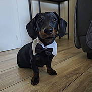 Waldi is registered to the contest to win money with this photo: dog, dachshund, bow_tie, pet, indoor, floor, wooden_floor, black_dog, small_dog, sitting, cute, animal, collar, ears, flooring, domestic_animal, looking, portrait, house, furniture
