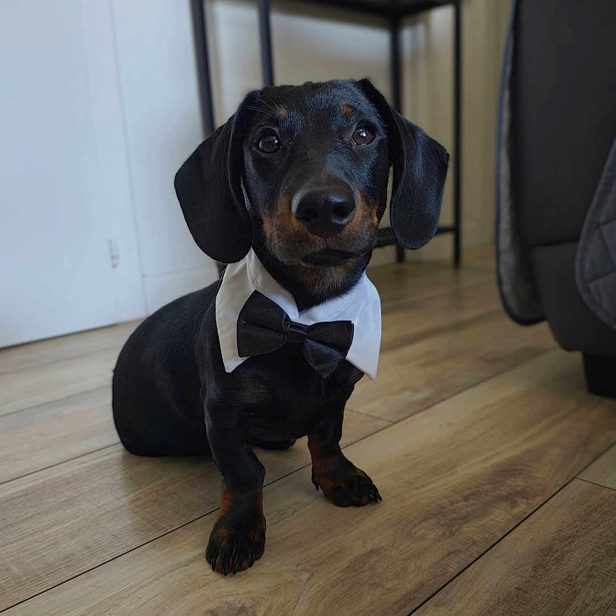 Waldi participe au concours pour gagner de l'argent avec cette photo : animal, black_dog, bow_tie, collar, cute, dachshund, dog, domestic_animal, ears, floor, flooring, furniture, house, indoor, looking, pet, portrait, sitting, small_dog, wooden_floor