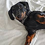 Waldi participe au concours pour gagner de l'argent avec cette photo : animal, black_and_tan, blanket, collar, cute, dachshund, dog, domestic_animal, ears, fur, indoor, looking_at_camera, lying_down, paw, pet, puppy, resting, small_dog, snout, young