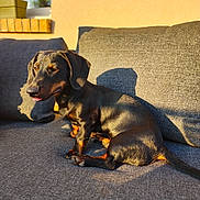 Waldi a rejoint le concours — aidez-le/la à gagner de superbes lots ! animal, black, brown, couch, cozy, dachshund, daylight, dog, fur, home, indoor, pet, plant, relaxing, shadow, sitting, small_dog, sunlight, tongue_out, window