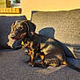animal, black, brown, couch, cozy, dachshund, daylight, dog, fur, home, indoor, pet, plant, relaxing, shadow, sitting, small_dog, sunlight, tongue_out, window