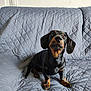 Waldi participe au concours pour gagner de l'argent avec cette photo : animal, black_and_tan, canine, companion, couch, cute, dachshund, dog, domestic, ears, expression, fur, home, indoor, looking_up, pet, puppy, quilted_cover, sitting, small_dog