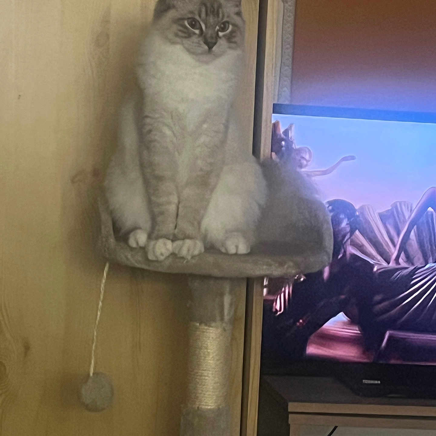 Ayden a rejoint le concours — aidez-le/la à gagner de superbes lots ! animal, calm, cat, cat_tree, cozy, feline, fluffy, furniture, home, indoor, living_room, pet, portrait, relaxed, rope, screen, sitting, television, toy, wooden_wall