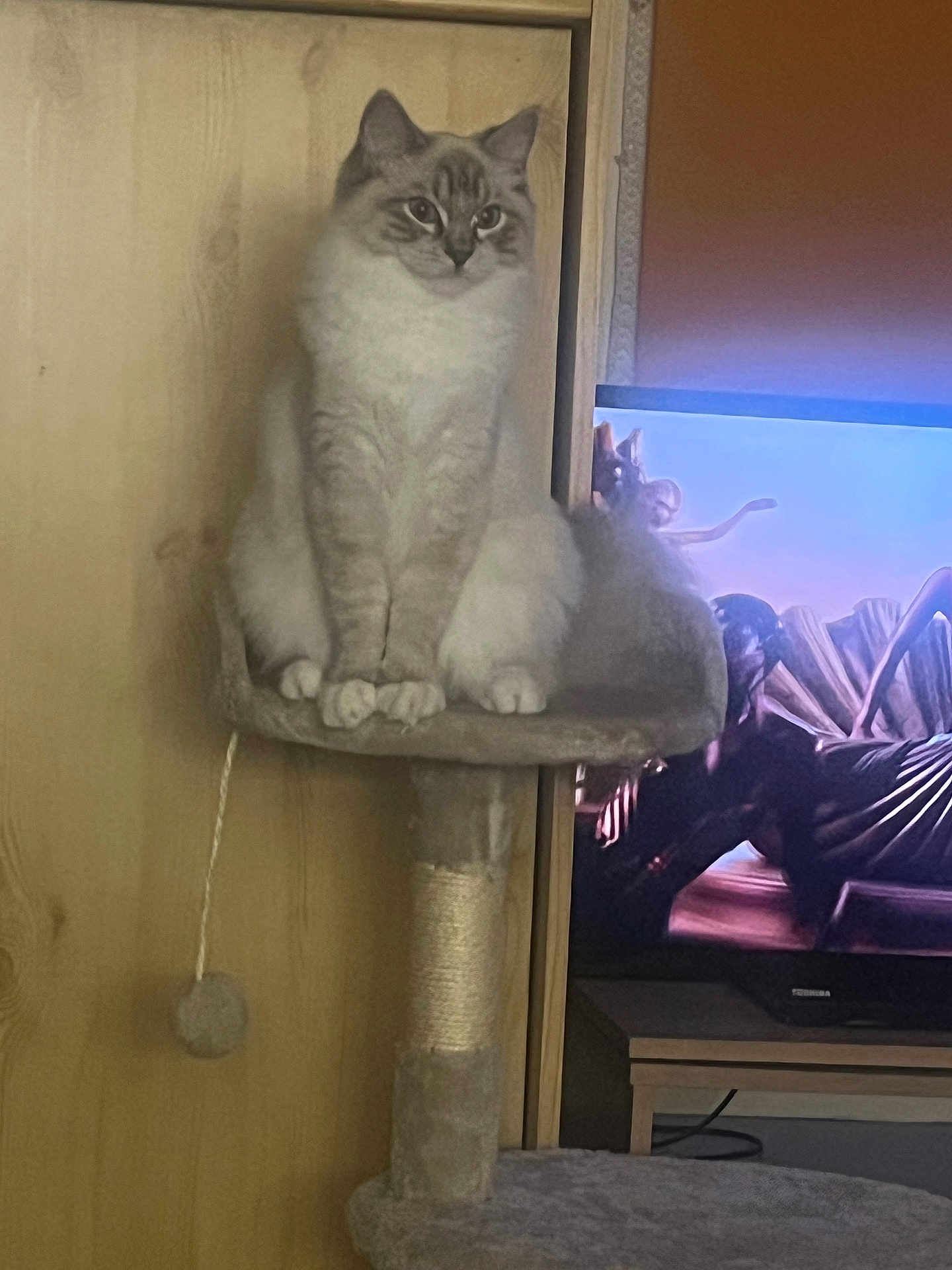Ayden a rejoint le concours — aidez-le/la à gagner de superbes lots ! cat, cat_tree, indoor, furniture, television, screen, animal, pet, fluffy, sitting, wooden_wall, toy, rope, feline, cozy, relaxed, home, living_room, portrait, calm