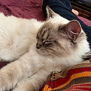Ayden participe au concours pour gagner de l'argent avec cette photo : cat, sleeping, fluffy, fur, closeup, indoor, blanket, knitted_fabric, relaxation, pet, cozy, resting, animal, feline, soft, domestic, comfort, home, person, legs